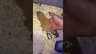 Hamster official