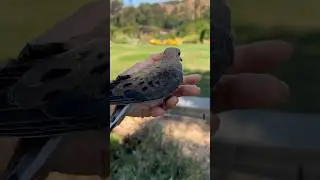Saved a dove & released 4 days later#animalrescue