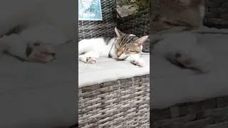 Sweet dream of Marco the cat in his chair #short #cat #Marko #sweetdream #meow
