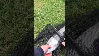 ловля трофея #TrophyFishing #TroutFishing #BigCatch #FishingShorts#FishingLife #CatchAndReleas