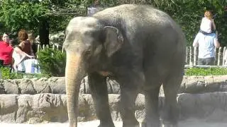Fort Worth Zoo Elephant