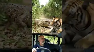 #Crocodile Attack The Tiger#New Art' World#