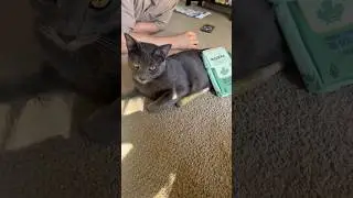 My cats went CRAZY for this catnip toy😂🌿 #cat #funny #cute