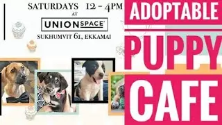 ADOPTABLE PUPPY CAFE