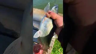 Catching my dinner #outdoors #cooking #fishing