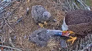 #baldeagle SE4#128 Review birds life in their nest #birdsnest #birdsounds #birdslovers