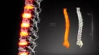 digital spine