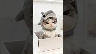 Want to See ADORABLE Kittens? Watch This Now❤️😍