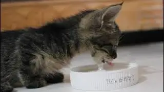 Kitten Chupitos. Rescue a kitten.