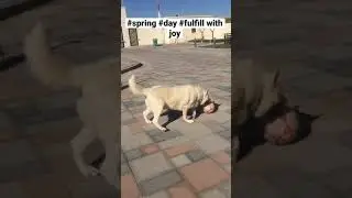 #happy always doggy #pet#need our help#save animal