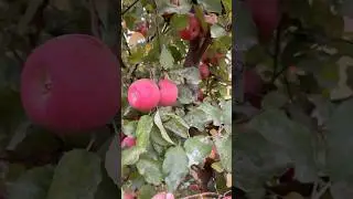 Pink lady ￼🍎ишончли олма кучатлари