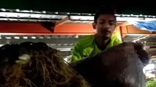 kuli pasar ciluar