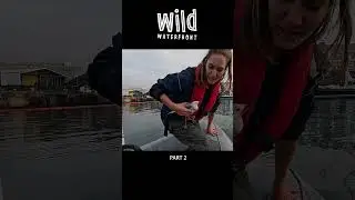 Bird rescue with Wildlife Programme Manager, Wild Waterfront part 2 2