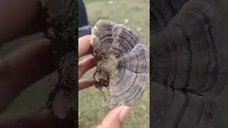 Wood decay fungus 💚🧡