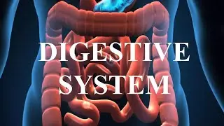 Digestive System(Appendicitis)crash course #esic #bsf #igcar#norcet#dsssb#dghs #kgmu#sgpgi#bsf#igcar