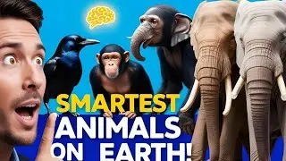 5 intelligent Animals in The World] #animals #animal #animallover #animalshorts #usa #europe