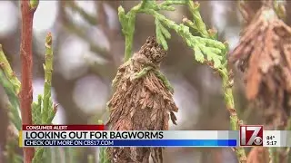 What to do if you have bagworms on your trees