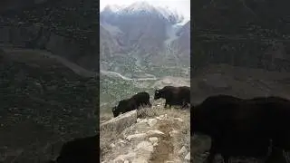 Strongest Animal in the world ||Yaks Serene Top on the Mountain hill#youtubeshorts #shortsfeed#viral