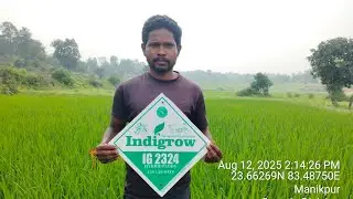 INDIGROW IG 2324 इंडिग्रो IG 2324 धान जो देता है विपरीत परिस्थिति में भरपूर उपज इंडिग्रो की नई पेशकश