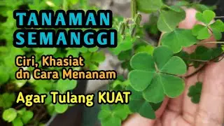 HARUS TAU INI !!! TANAMAN SEMANGGI Bikin UNTUNG??
