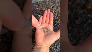 Epic Montana Sapphire pay-to-dig! 💰💎😊 That Camping Couple @ the Blue Jewel Mine, MT