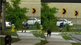 amazon vs ups delivery guys getting chased by dogs
