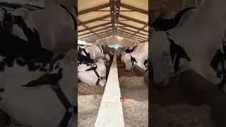 😍Shoqeeno Apni Apni Pasand Ka Janwar Select Karo🔥 #foryou #cow #cattlefarm #bull #shorts #trending