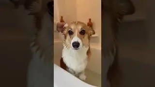 Corgi's Dramatic Bath Time Meltdown 🛁😭