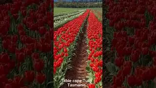 Table cape Tulip Farm