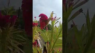 #flowers #shorts #shortvideo #youtubeshorts