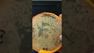 Sponge Bacterial Enumeration Results 🧽