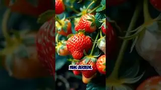 Perjuangan Pagi di Kebun Stroberi #strawberryfarm#panenstroberi #petanistroberi #kebunstroberi