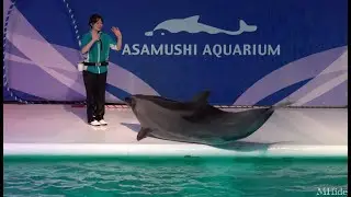 2025 Asamusi Aquarium Aomori Japan