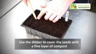 Sowing Tomato Seeds - Vitopod Heated Propagator