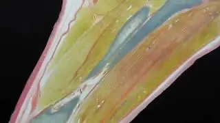 Fr&eacute;d&eacute;ric Delavier teaches comparative anatomy.