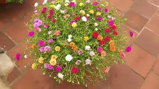 Portulaca - table rose - moss rose - pathumani for sale whatsapp: 9361427377