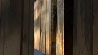 Top bar  hive beekeeping 
