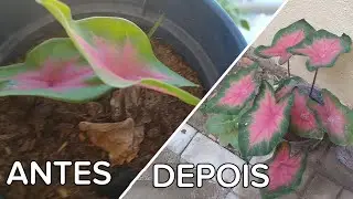 COMO FAZER PARA A CALADIUM CRESCER AS FOLHAS?