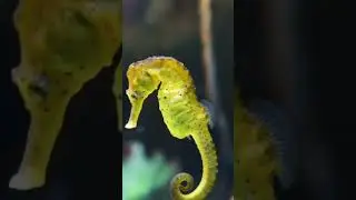 Male seahorse give birth #science #biology #sciencefacts