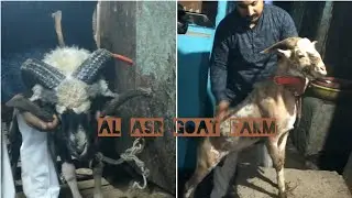 Al Asr Goat Farm full vlog#goat #abgoatszone #sheep #andulgoats #goatfarming #animals#osmanabadigoat