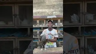 How to know a turkey wants to start laying eggs 😱