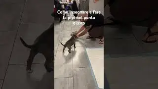 Come insegnare a un cucciolo a fare la pip&igrave; nel punto giusto #shorts