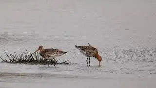 Vogelen met Paul Saager 12, krooneend, grutto, scholekster, wintertaling, tureluur en brilduiker