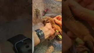 Taming our ackie monitor