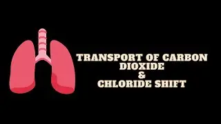 Transport of Carbon Dioxide and Chloride Shift