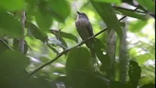 Screaming Piha