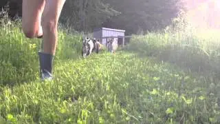 The Goats Run Again!