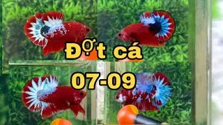 Đợt red fancy,koi nemo,koi red galaxy 07-09 mua 1 tặng 1