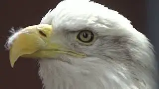 American Bald Eagle (haliaeetus leucocephalus)