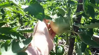 Огород после нашего недельного отсутствия из-за дождей и непогоды.